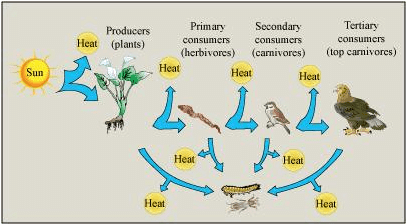 Flow of energy