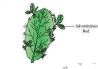 NCERT, Solutions, REPRODUCTION, ORGANISMS, Class 12, Biology, XII, Notes, Diagrams, Question Answer,Question and Answer (Q & A)