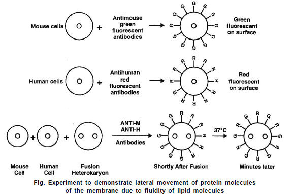 Cell Biology, Chapter Notes, Class 11, Biology