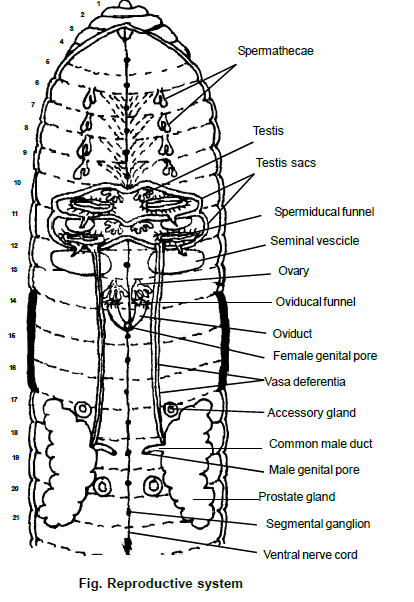 Earthworm, Chapter Notes, Class 11, Biology