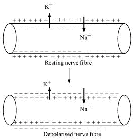 Fig: Nerve Fibre