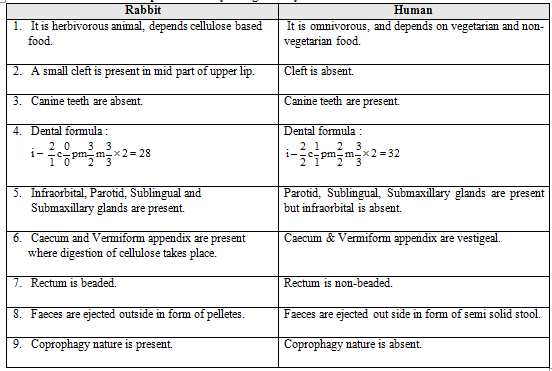 Digestive System, Chapter Notes, Class 11,Biology