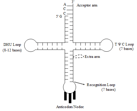 Nucleic Acids (DNA & RNA) | Biology for ACT