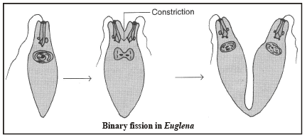 How Do Organisms Reproduce Class 10 Notes Science Chapter 7