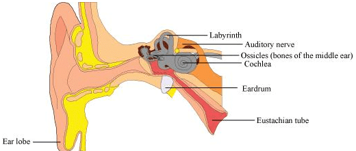 Fig: Structure of Human Ear