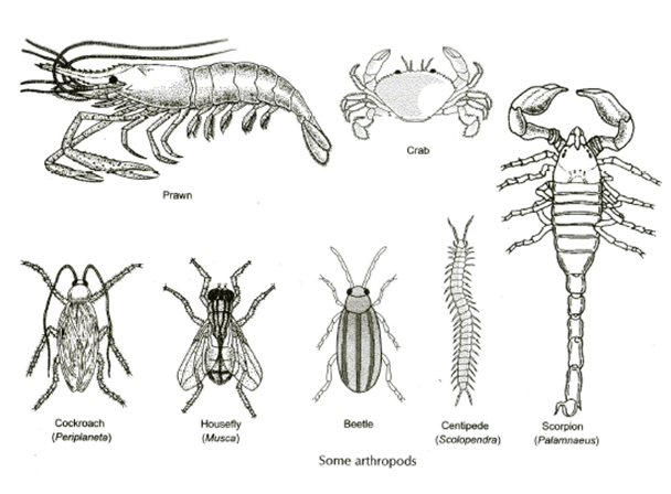 Major Animal Groups - Class 9