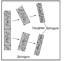 How Do Organisms Reproduce Class 10 Notes Science Chapter 7