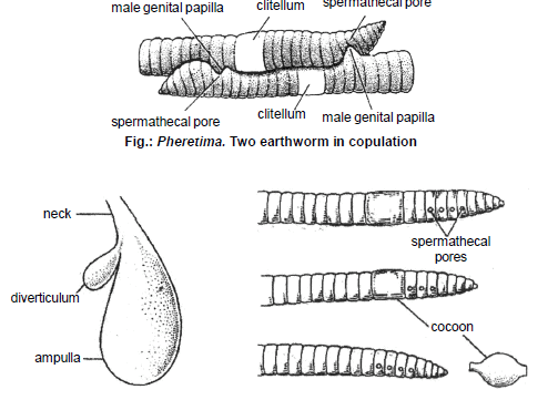 Earthworm, Chapter Notes, Class 11, Biology