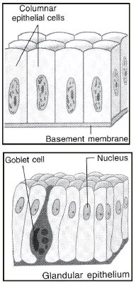 Animal Tissues | Science Class 9