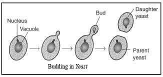 How Do Organisms Reproduce Class 10 Notes Science Chapter 7