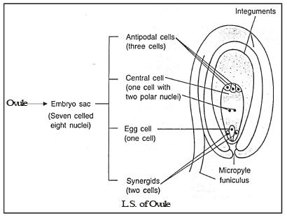 Vegetative Reproduction & Reproduction in Flowering Plants - Class 10