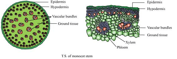 NCERT Solutions Class 11 Biology Chapter 6 - Anatomy of Flowering Plants