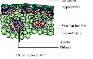 NCERT Solutions Class 11 Biology Chapter 6 - Anatomy of Flowering Plants