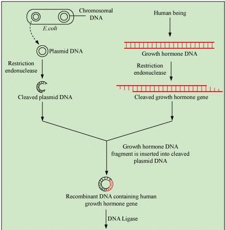 NCERT Solutions Class 12 Biology Chapter 10 - Biotechnology & Its Applications