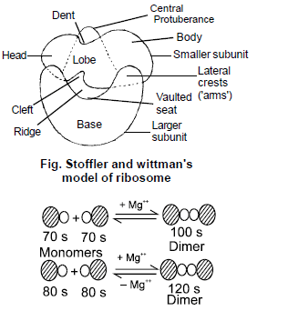 Cell Biology, Chapter Notes, Class 11, Biology