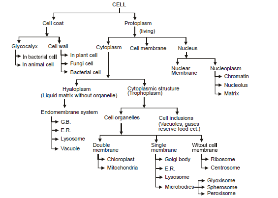 Cell Biology, Chapter Notes, Class 11, Biology