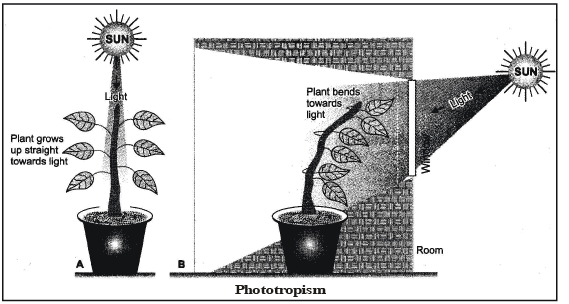Coordination in Plants | Biology for Grade 10