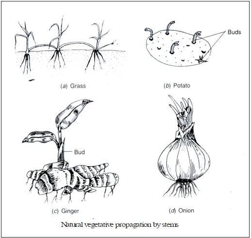 Vegetative Reproduction & Reproduction in Flowering Plants - Class 10