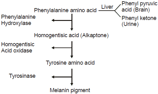 Chapter Notes - Immunity and Disease, Class 12, Biology (AIPMT)