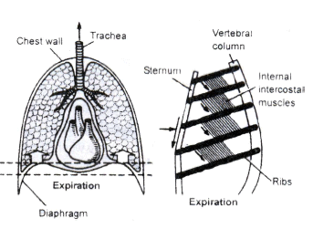Respiratory System, Chapter Notes, Class 11, Biology