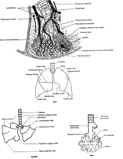 Respiratory System, Chapter Notes, Class 11, Biology
