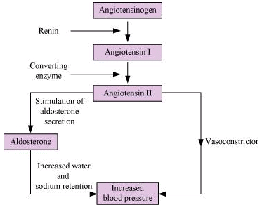 Excretory Products & their Elimination NCERT Solutions | Biology Class 11 - NEET