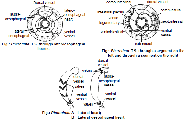 Earthworm, Chapter Notes, Class 11, Biology