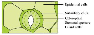 NCERT Solutions Class 11 Biology Chapter 6 - Anatomy of Flowering Plants
