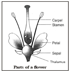 Vegetative Reproduction & Reproduction in Flowering Plants - Class 10