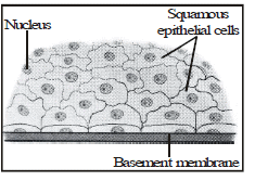 Animal Tissues | Science Class 9
