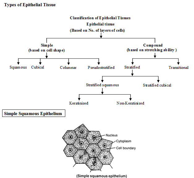 Animal Tissue - Structural Organisation in Animals, Biology, Class 11