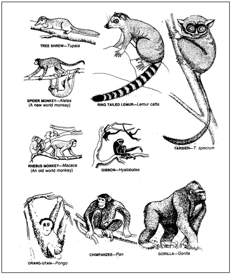 Origin & Evolution of Man | Biology for ACT