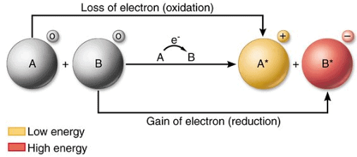 Redox Reactions Class 11 Notes Chemistry Chapter 7