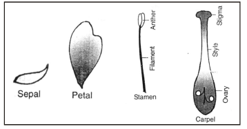 Vegetative Reproduction & Reproduction in Flowering Plants - Class 10