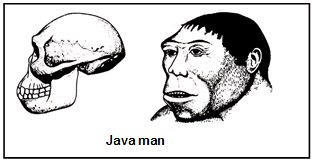 Origin & Evolution of Man | Biology for ACT
