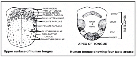 Digestive System, Chapter Notes, Class 11,Biology