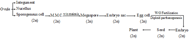 Sexual Reproduction in Flowering Plants, Chapter Notes, Class 12, Biology, Part -2
