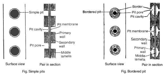 Cell Biology, Chapter Notes, Class 11, Biology