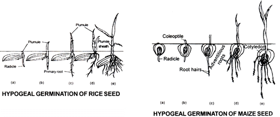 Sexual Reproduction in Flowering Plants, Chapter Notes, Class 12, Biology, Part -2
