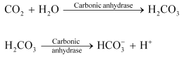 NCERT Solutions Class 11 Biology Chapter 17 - Breathing and Exchange of Gases