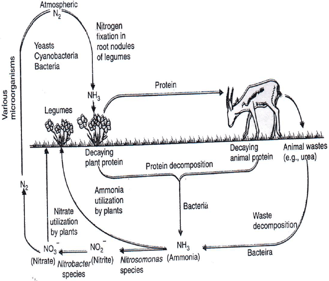 Types of Bio Geo-Chemical Cycles, Ozone Layer and Green House Effect | Biology for Grade 9