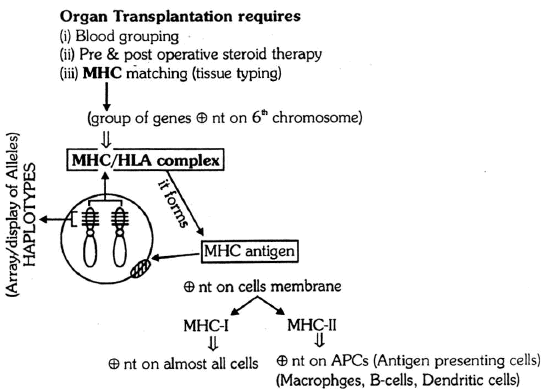 Chapter Notes - Immunity and Disease, Class 12, Biology (AIPMT)