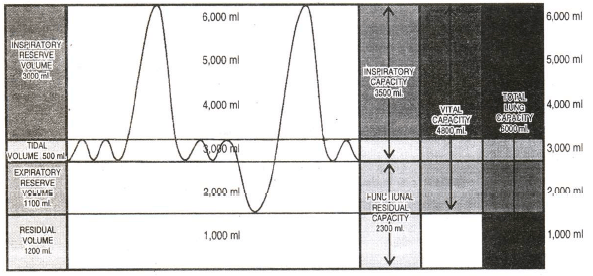 Respiratory System, Chapter Notes, Class 11, Biology