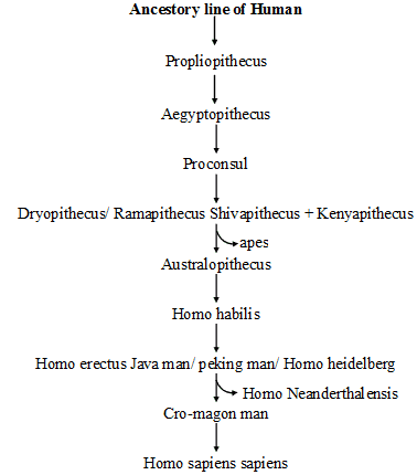 Origin & Evolution of Man | Biology for ACT