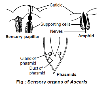 Ascaris - Class 11