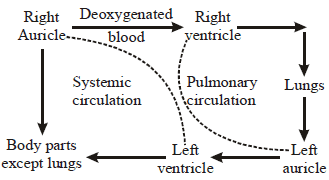 Transportation in Human Beings: Blood Pressure & Lymphatic System - Class 10