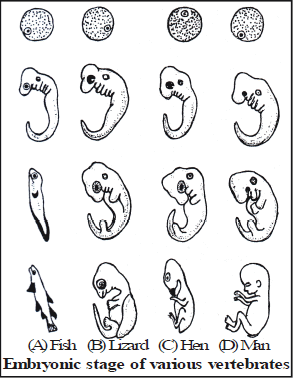 Speciation, Evolution & Classification - Class 10