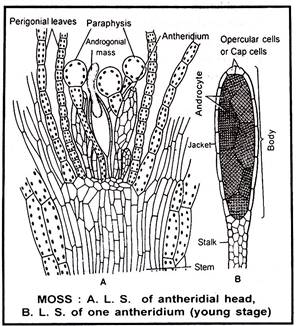 Diagrama Funaria