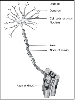 Animal Tissues | Science Class 9