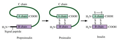 Formation of insulin